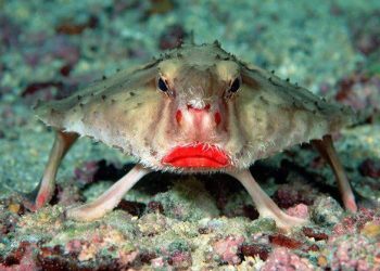 La disminución del oxígeno en los océanos amenaza a los peces de aguas profundas