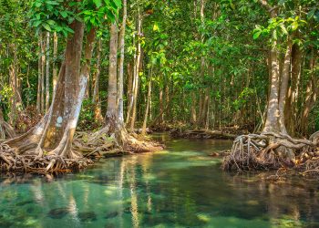 Iván Carrillo: Día Internacional para la Conservación de Ecosistemas de Manglares