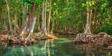 Iván Carrillo: Día Internacional para la Conservación de Ecosistemas de Manglares