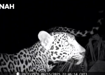 Captan a dos jaguares cerca de Chichén Itzá