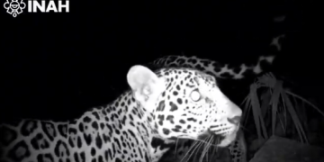 Captan a dos jaguares cerca de Chichén Itzá