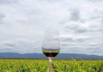 Pilar Meré: Vinos sustentables