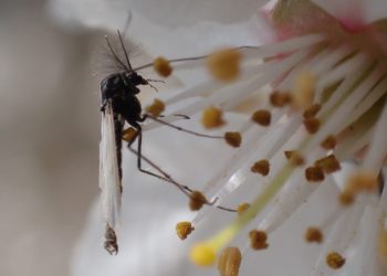El cambio climático reduce el tamaño y la supervivencia de los insectos acuáticos, según un estudio