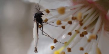 El cambio climático reduce el tamaño y la supervivencia de los insectos acuáticos, según un estudio