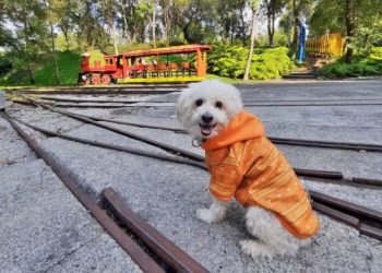 ¿Por qué los perros pequeños viven más que los grandes?