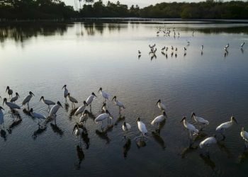 La pérdida de humedales podría costar 39 billones de dólares al mundo