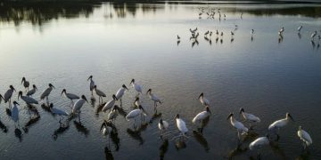 La pérdida de humedales podría costar 39 billones de dólares al mundo