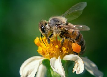 Plaguicidas amenazan la supervivencia de las abejas