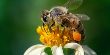 Plaguicidas amenazan la supervivencia de las abejas