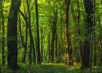 Los bosques pierden un tercio de su capacidad de absorber CO₂ en sólo diez años