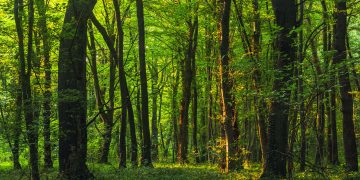 Los bosques pierden un tercio de su capacidad de absorber CO₂ en sólo diez años