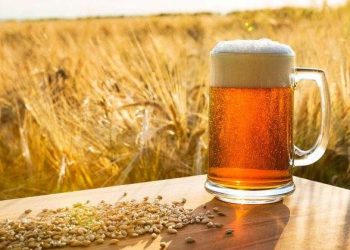 Productores de cebada y malta denuncian incumplimiento en compra de insumos por parte de cervecera