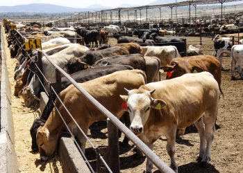 “Cierre de frontera al ganado provocó pérdidas de 778 mdd”: GCMA