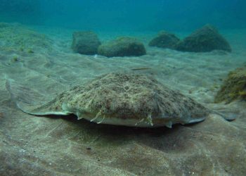 Las hembras de angelote cambian rutinas de apareamiento por calentamiento del océano