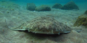 Las hembras de angelote cambian rutinas de apareamiento por calentamiento del océano