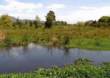 COP15 destaca el papel de los humedales en la sostenibilidad del planeta