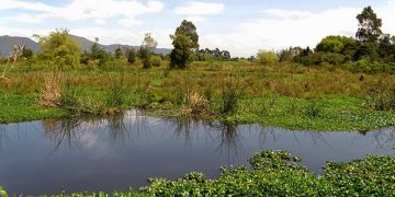 COP15 destaca el papel de los humedales en la sostenibilidad del planeta