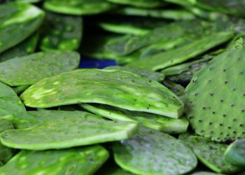 Universitarios logran biogás con residuos de nopal
