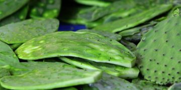 Universitarios logran biogás con residuos de nopal