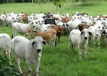 “Exagerado el nuevo cierre de frontera al ganado”: Consejo Nacional Agropecuario