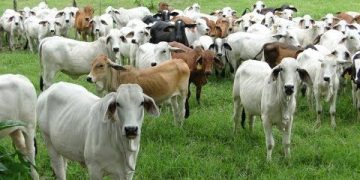 “Exagerado el nuevo cierre de frontera al ganado”: Consejo Nacional Agropecuario