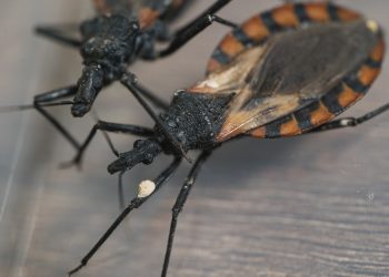 Especialistas de la UNAM y habitantes de Zacatepec combaten enfermedad de chagas