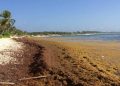 Con ayuda de la Agencia Espacial Europea se monitorea el arribo del sargazo a playas de Quintana Roo