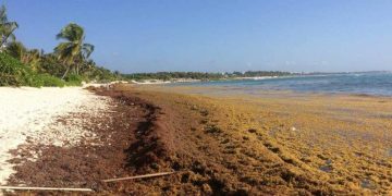 Con ayuda de la Agencia Espacial Europea se monitorea el arribo del sargazo a playas de Quintana Roo