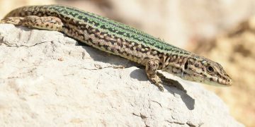 Nacen 52 lagartijas de una rara especie en peligro de extinción en el Bioparco de Roma