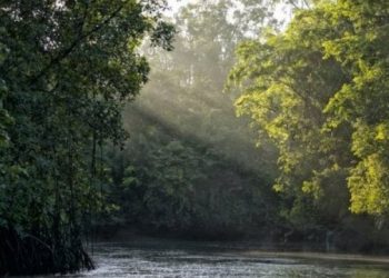 Ambientalistas celebran la restitución de la moratoria sobre la soja de la Amazonía