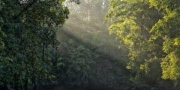 Ambientalistas celebran la restitución de la moratoria sobre la soja de la Amazonía