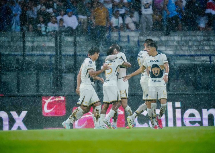 pumas
