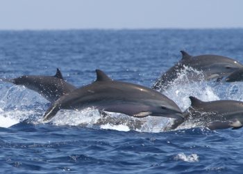 Avistamiento de 50 delfines con crías cerca de playas de Tamaulipas