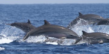 Avistamiento de 50 delfines con crías cerca de playas de Tamaulipas
