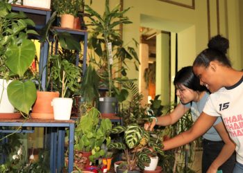 Guardería de plantas y refugio climático para el verano en Madrid