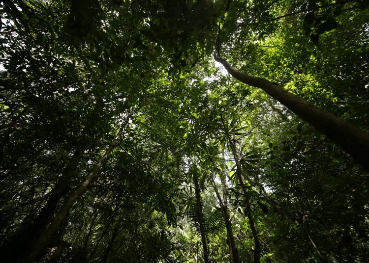Semarnat y Greenpeace trabajarán juntos por la protección de la Selva Maya