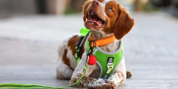 Conoce a “Manchas”, el primer perro buscafugas de agua en México
