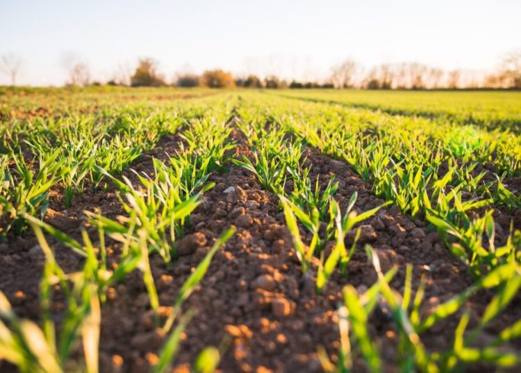México y Chile impulsan la cooperación agrícola para un desarrollo rural sostenible