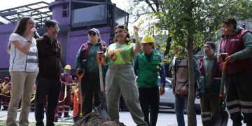 Clara Brugada anuncia plan para sustituir palmeras en la CDMX en 2025