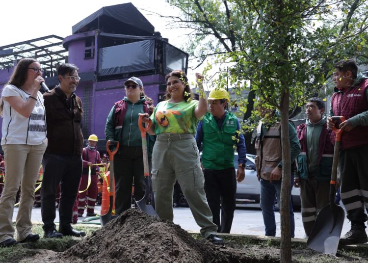 El Gobierno de la CDMX inicia la sustitución de palmeras enfermas por árboles nativos para reforzar la biodiversidad urbana