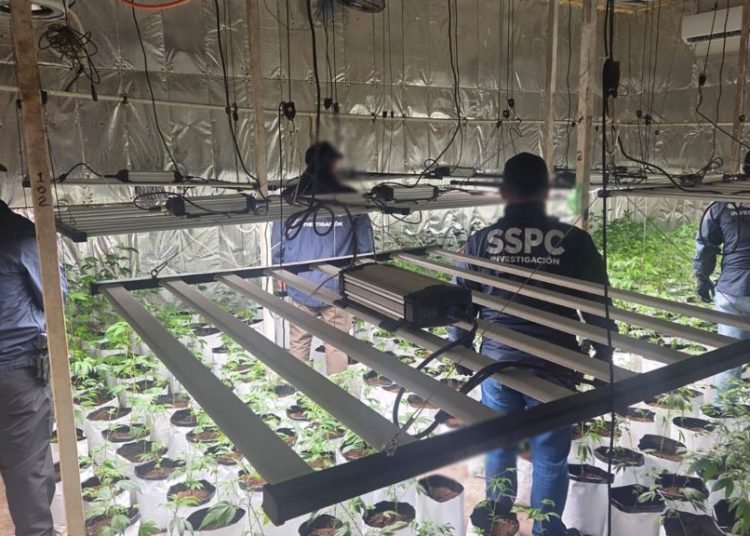 Invernadero de marihuana asegurado: La acción policial desmantela la célula delictiva dedicada a la producción y venta de marihuana de diseño