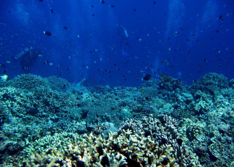El Tratado de Alta Mar 2026 marca un hito en la protección de los océanos y la biodiversidad marina. EFE/archivo/Dennis M. Sabangan