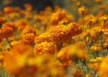 Cempasúchil, la flor que guía a las almas en Día de Muertos