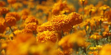Cempasúchil, la flor que guía a las almas en Día de Muertos