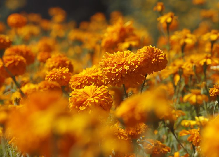 Atlixco se Viste de Naranja: El Espectáculo del Cempasúchil que Guía a las Almas | FOTO EFE