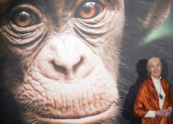La ONU lamenta la muerte de Jane Goodall y aplaude su “incansable” trabajo por el planeta