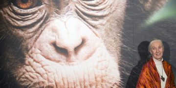 La ONU lamenta la muerte de Jane Goodall y aplaude su “incansable” trabajo por el planeta