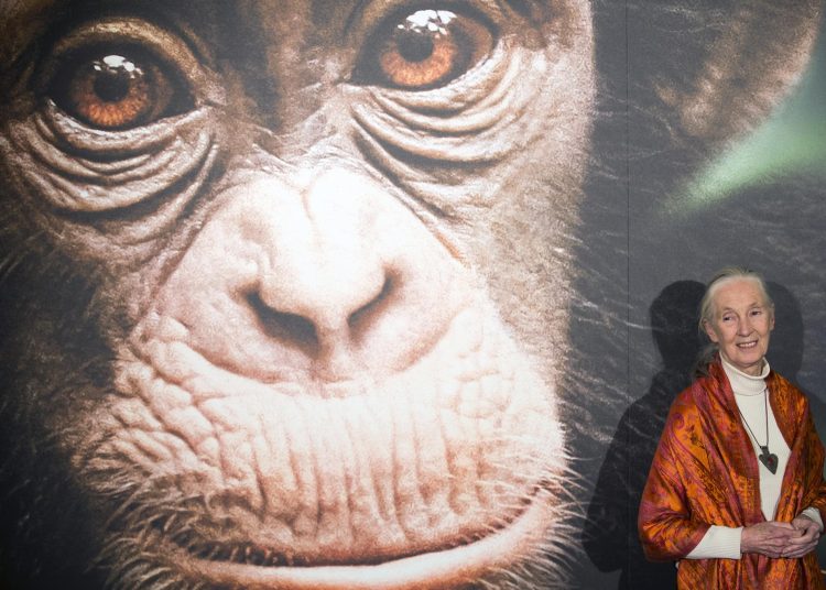 La ONU lamenta la muerte de Jane Goodall y aplaude su trabajo "incansable" por el planeta | FOTO EFE