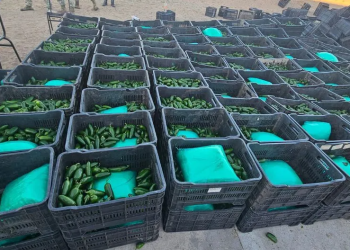 decomiso de drogas en cajas de chile