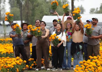 CDMX rompe récord de producción de flor de cempasúchil, anuncia Clara Brugada